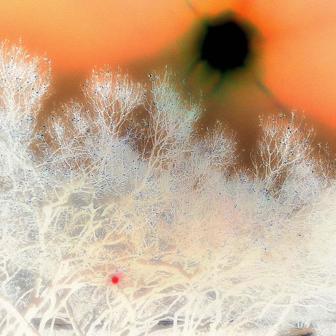 Мобильная фотография, 2023